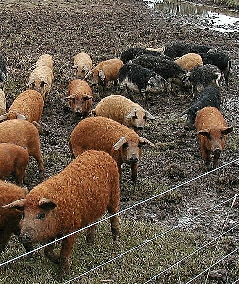 cochons laineux de race mangalicza, très proche du sanglier ou au moins du porc des enluminures du Moyen Age