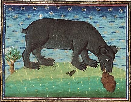 Une ourse et son petit, entouré par le placenta. L'ourse léchera son petit , d'où célèbre formule "ours mal léché"...